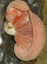 Rhodotus palmatus image