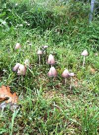 Coprinus comatus image