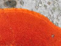 Pycnoporus cinnabarinus image