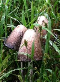 Coprinus comatus image