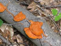 Pycnoporus cinnabarinus image