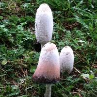 Coprinus comatus image