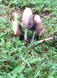 Coprinus comatus image