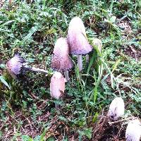 Coprinus comatus image