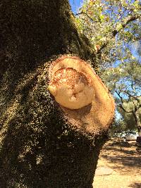 Hericium erinaceus image