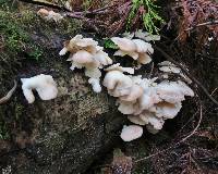 Pleurotus ostreatus image