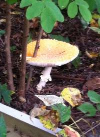 Amanita muscaria image