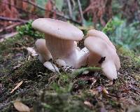 Pleurotus ostreatus image