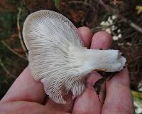 Pleurotus ostreatus image