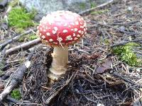 Amanita muscaria image