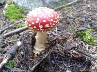 Amanita muscaria subsp. muscaria image