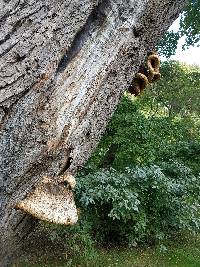 Polyporus squamosus image