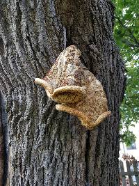 Polyporus squamosus image