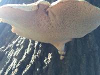 Polyporus squamosus image