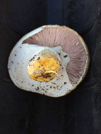 Agaricus xanthodermus image