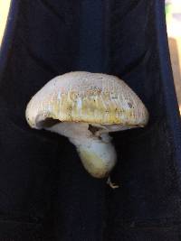 Agaricus xanthodermus image