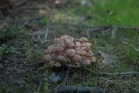 Armillaria tabescens image