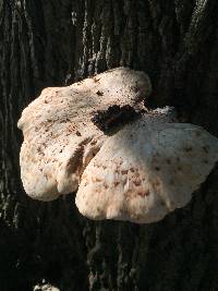 Polyporus squamosus image