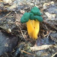 Leotia viscosa image