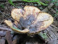 Polyporus squamosus image