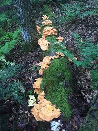 Laetiporus sulphureus image