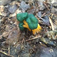 Leotia viscosa image