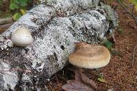 Fomitopsis betulina image