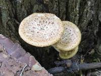 Polyporus squamosus image