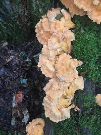 Laetiporus sulphureus image