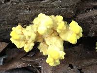 Laetiporus sulphureus image