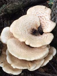 Polyporus squamosus image