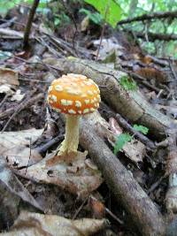 Amanita persicina image