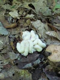 Entoloma abortivum image