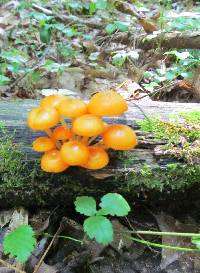 Mycena leaiana image