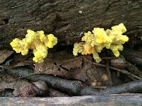 Laetiporus sulphureus image