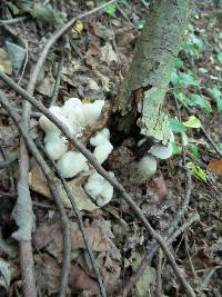 Entoloma abortivum image