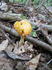 Amanita muscaria var. guessowii image