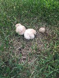 Agaricus campestris image