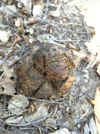 Pisolithus arhizus image