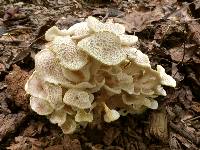 Polyporus umbellatus image