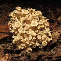 Polyporus umbellatus image