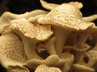 Polyporus umbellatus image