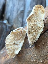 Trametes versicolor image