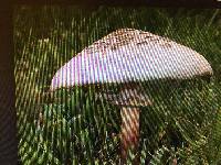 Chlorophyllum molybdites image