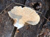 Trametes versicolor image