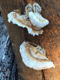 Trametes versicolor image
