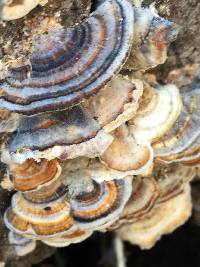 Trametes versicolor image