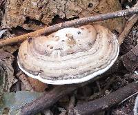 Ganoderma applanatum image