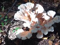 Laetiporus cincinnatus image