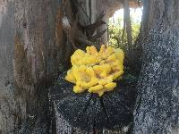 Laetiporus gilbertsonii image